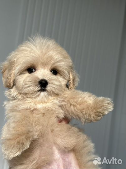 Мальтипу f1 micro