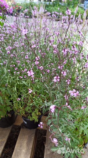 Многолетние растения для сада