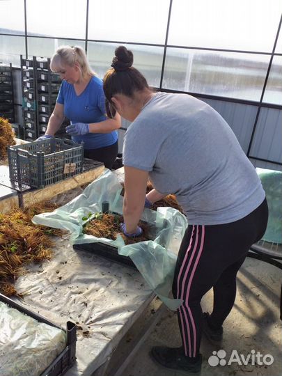 Рассада клубники. фриго 2024 г. опт/розница