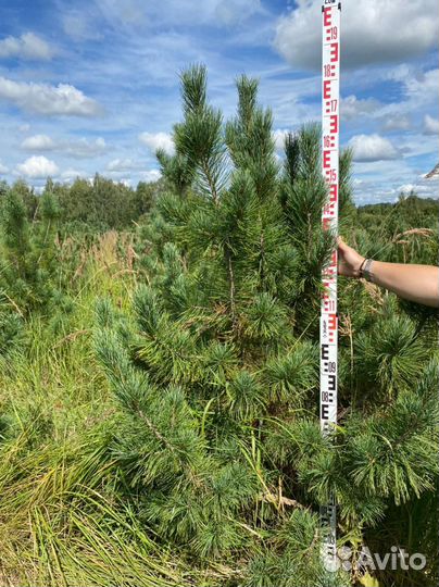 Сосна кедровая Сибирская / Кедр 200 см
