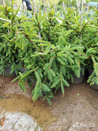 Ель обыкновенная Акрокона