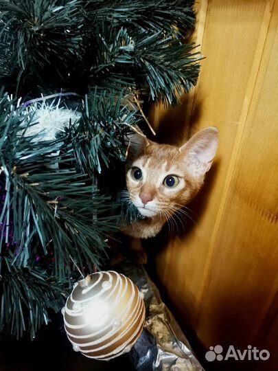 Котенок абиссинский (соррель)