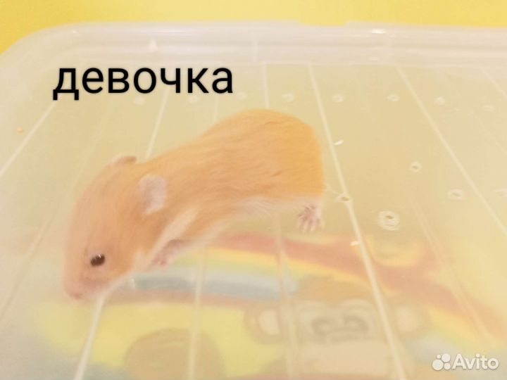 Сирийские хомячки