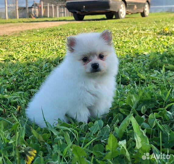 Щенки щпица