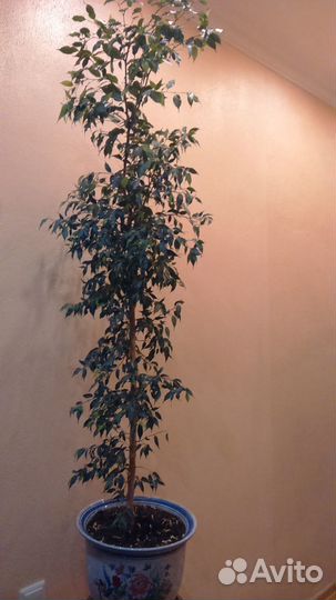 Фикус Бенджамина в горшке белой глины Китай, 2 м