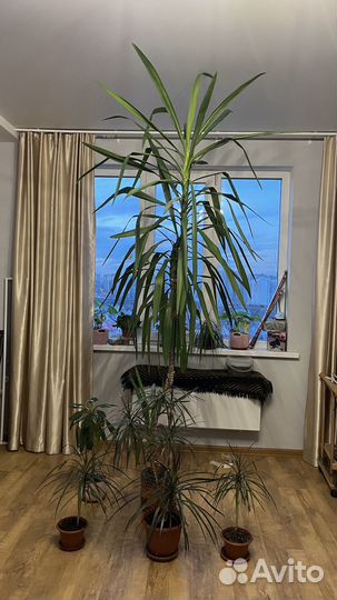 Юкка пальма 2,5 метра