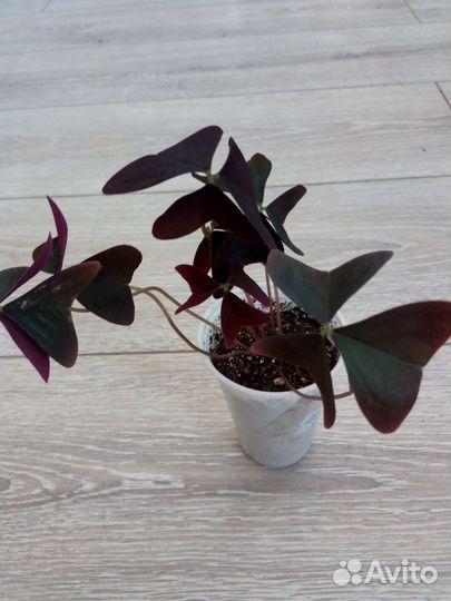 Оксалис plum crazy, Вулканический оксалис