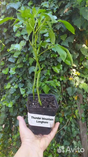 Острый перец Для перцовки, два сорта