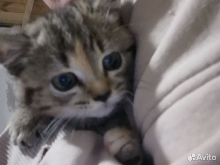 Селкирк-рекс