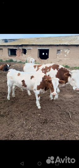 Тёлка с теленком