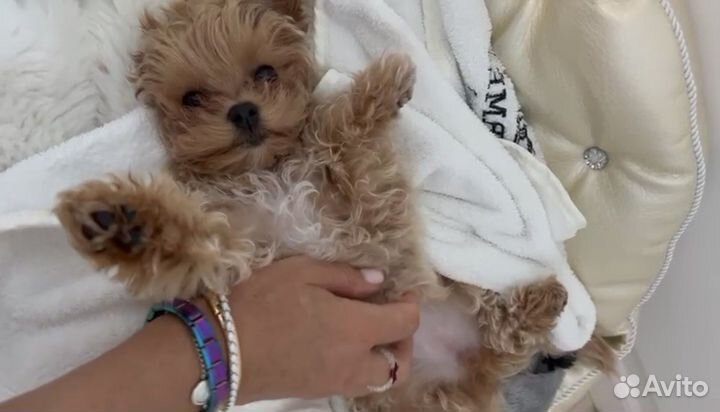 Мальтипу f1 micro размер premium collection ай