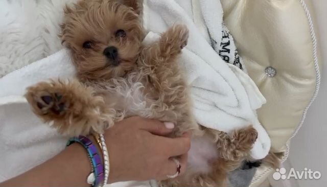 Мальтипу f1 micro размер premium collection ай