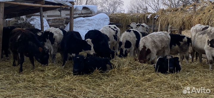 Бык, телята, коровы