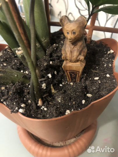 Замиокулькас