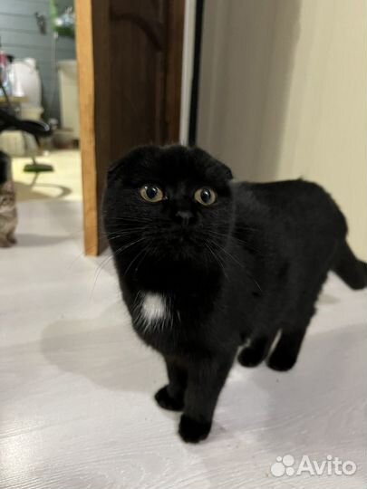 Вислоухая кошка