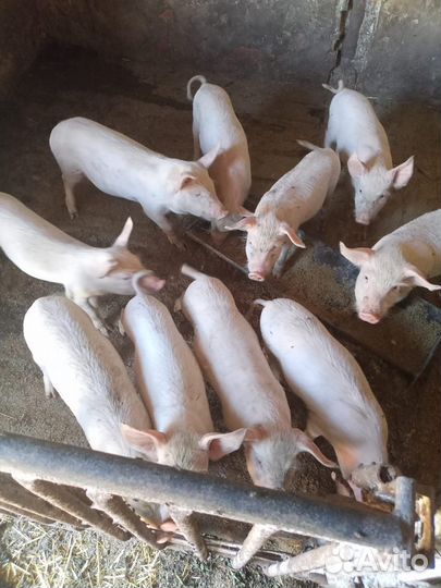 Продаю поросят