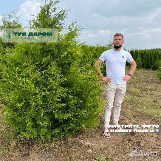 Туя смарагд брабант 170 см