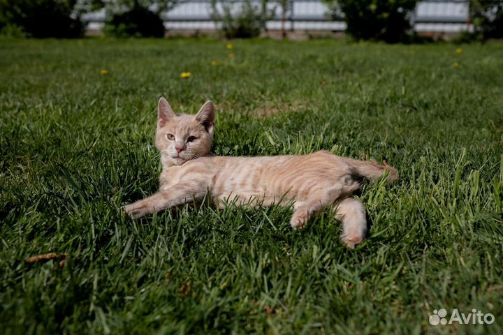 Хикару особенный котёнок в добрые руки бесплатно