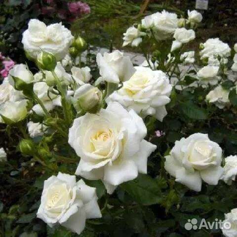 Розы флорибунды