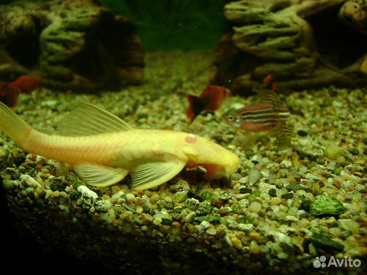 Аквариумные рыбки