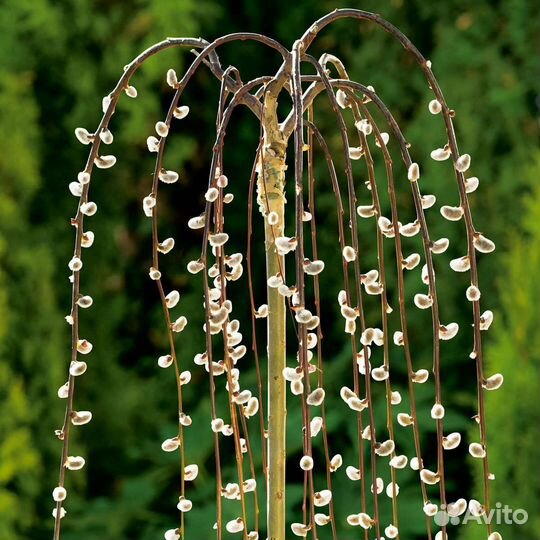 Верба плакучая на штамбе