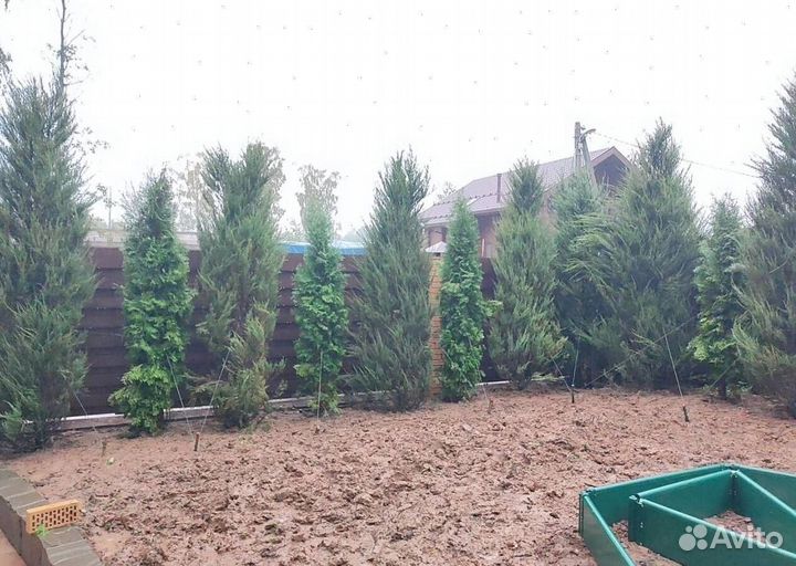 Можжевельник “Скайрокет” доставкой с полей