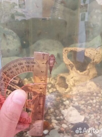 Анцитрусы и гуппи