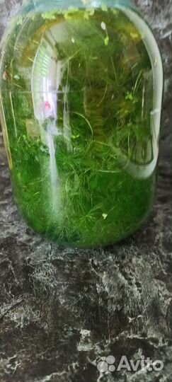 Аквариумные рыбки и растения