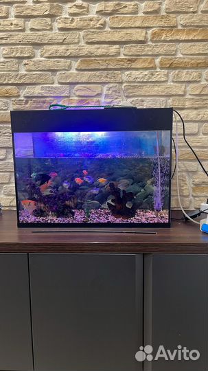 Аквариум с рыбками