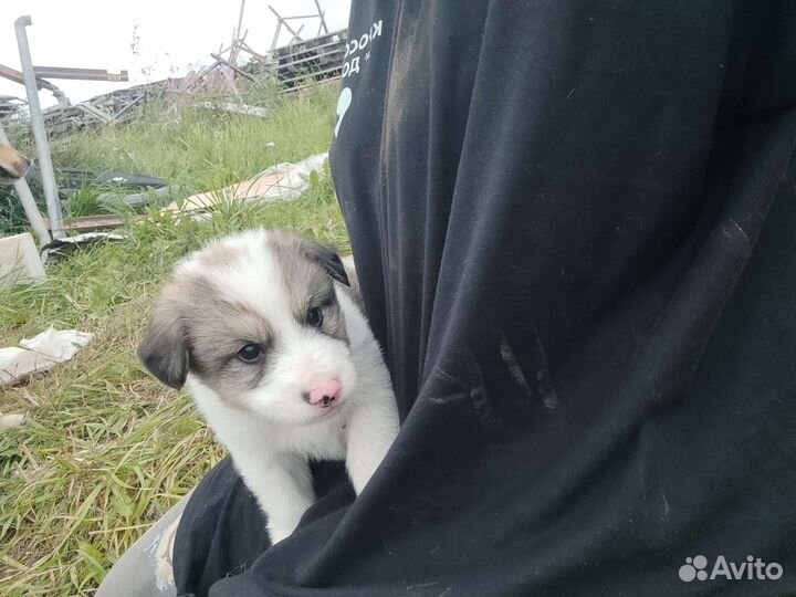 Отдам бесплатно щенки