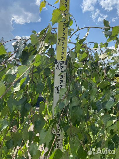 Береза юнги