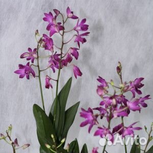 Орхидея дендробиум