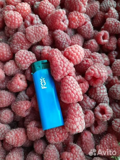 Продам саженцы малины, клубники, смородины