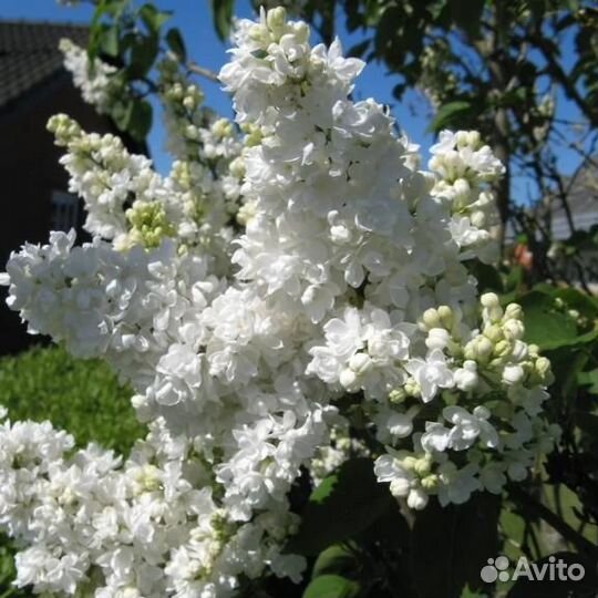 Сирень обыкновенная Мадам Лемуан