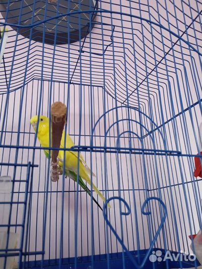 Волнистый попугай с клеткой