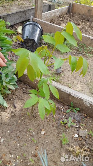 Грецкий орех саженцы