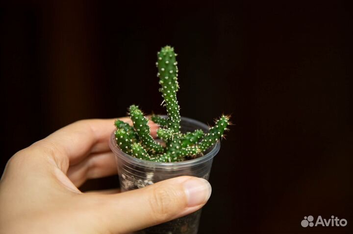 Суккуленты Маммиллярия и Опунция