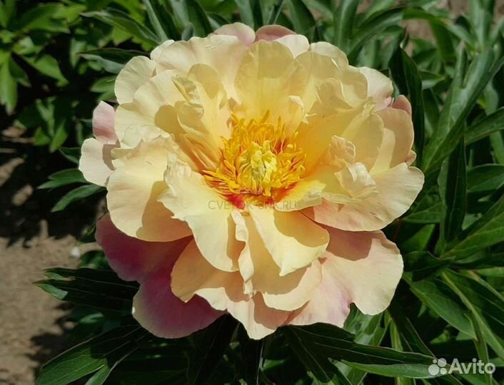 Пион ито- гибрид Бартзелла