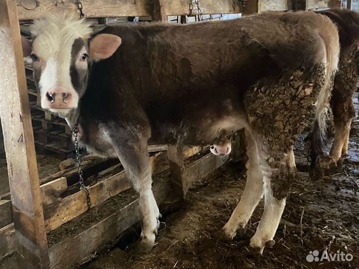 Телята телочки