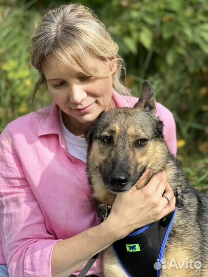 Самая лучшая собака из приюта ищет дом