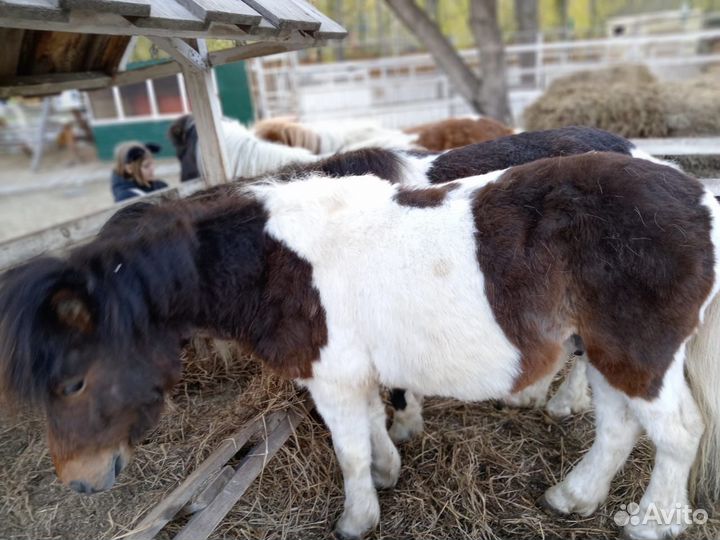 Шетлендские пони