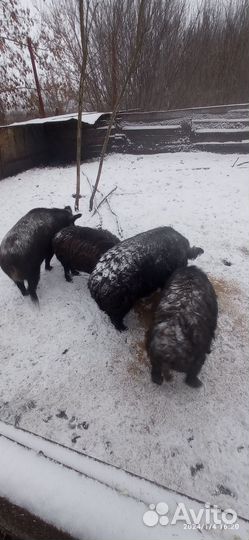 Кабан вальерный дикий