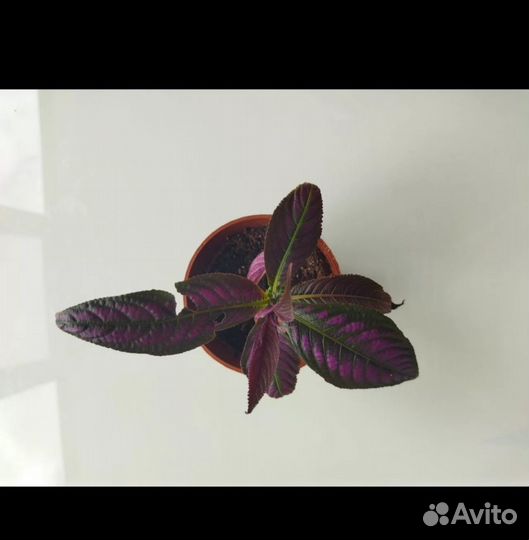 Стробилантес