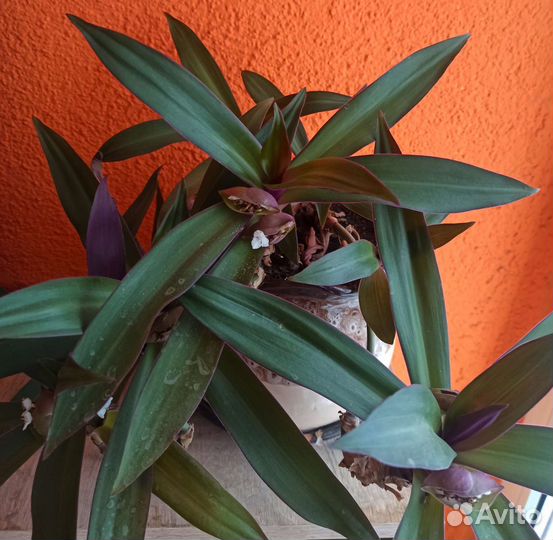 Традесканция рео