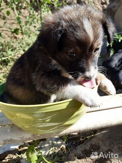 Щенок в добрые руки