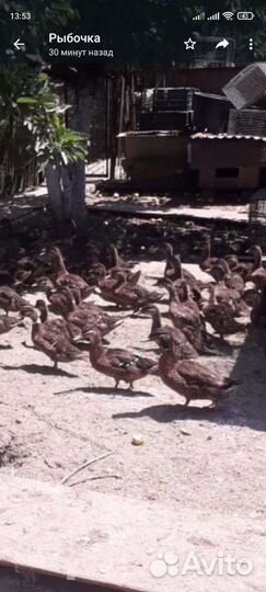 Утки подсадные