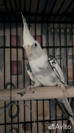 Попугай корелла