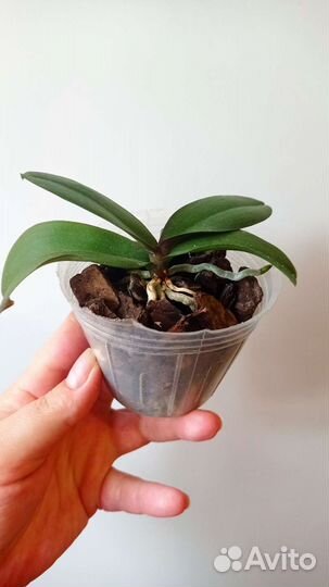 Орхидея фаленопсис