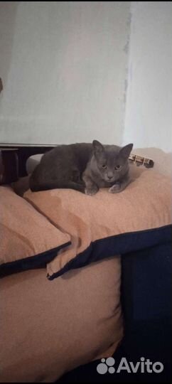 Отдам в добрые руки кошку стерилизованную