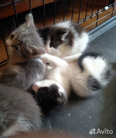 Котята 1, 5 месяца